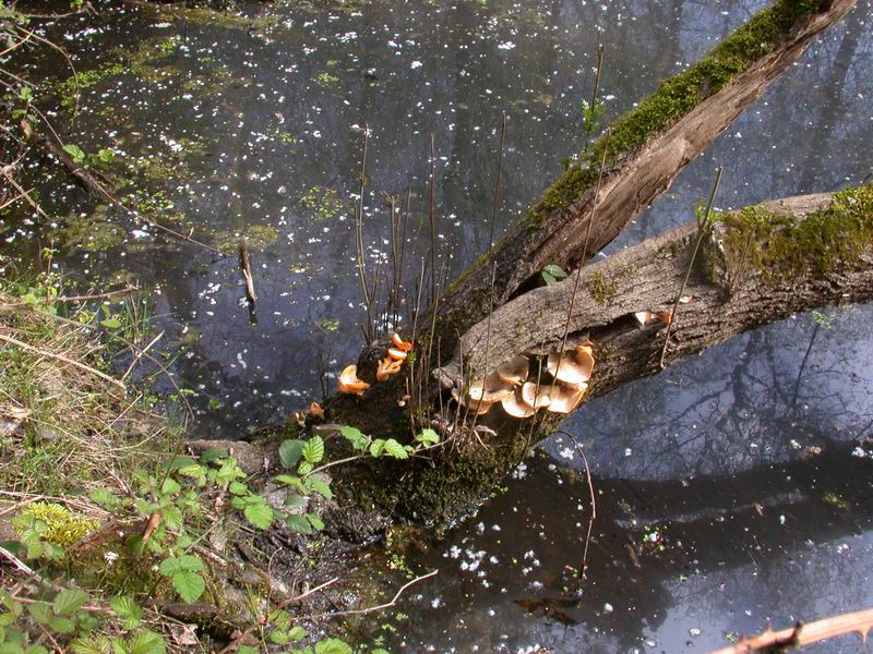 Mycoflora  toscana - Che grande soddisfazione....